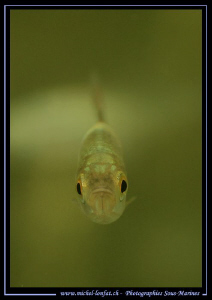 Face to face with a little Pearl roach - little Fresh wat... by Michel Lonfat 